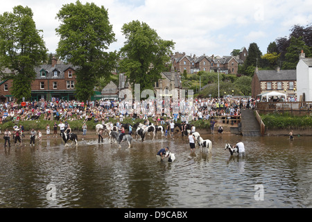 Zigeuner waschen ihre Pferde und Ponys in den Fluss Eden vor paradieren sie zum Verkauf an Appleby Horse Fair, in Cumbria, England Stockfoto