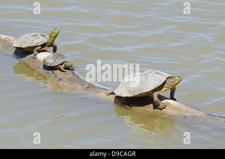 Big Bend Regler, (ist Gaigeae Gaigeae) und Western gemalt Schildkröten (Chrysemys Picta Bellii), bei Bosque del Apache NWR Stockfoto