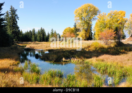 Herbst Teich spiegelt blauen Himmel auf Wiese. Stockfoto