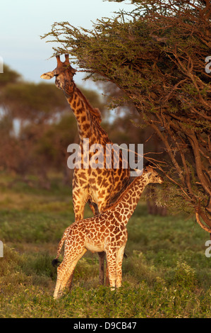 Giraffe Mutter mit Kalb, Serengeti, Tansania Stockfoto