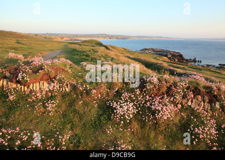 Blick vom Godrevy in Richtung Hayle, auf dem Küstenpfad North Cornwall, England, UK Stockfoto