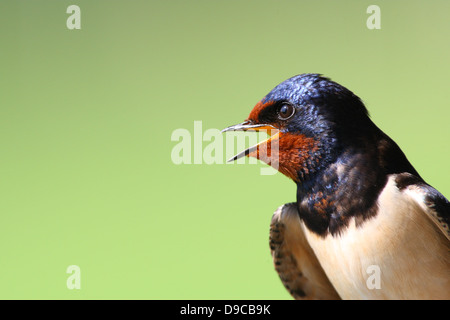 Porträt von Erwachsenen Rauchschwalbe (Hirundo Rustica). Europa Stockfoto