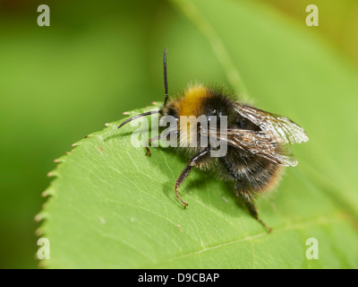 Frühe Bumblebee ruht auf Blatt Stockfoto