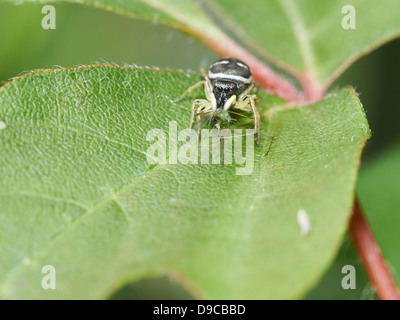 Springspinne Essen seine Beute Stockfoto