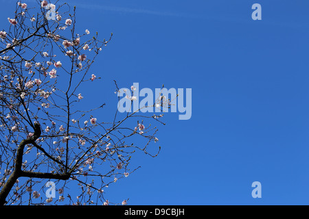 Hintergrund mit einem blühenden Ast gegen blauen Himmel Stockfoto
