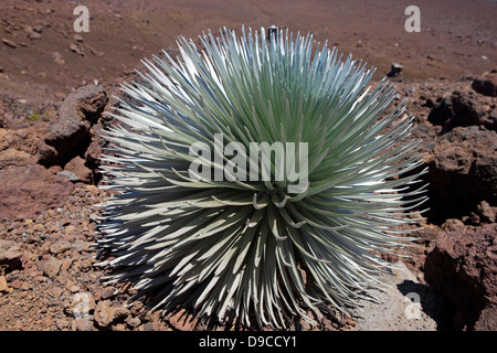 Haleakala Silversword (Argyroxiphium Sandwicense Subspecies Macrocephalum), Haleakala National Park, Maui, Hawaii, Vereinigte Staaten von Stockfoto