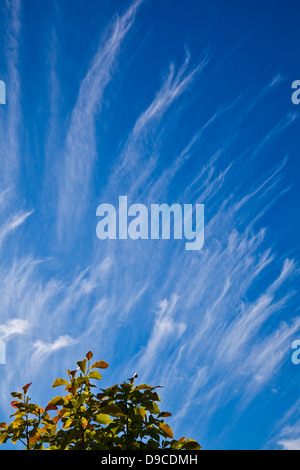 Abstraktes Bild von Wolkenfetzen vor blauem Himmel Stockfoto