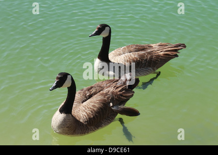 Schönes Bild von zwei kanadische Gänse, genießen Sie ein erfrischendes Bad im See. Stockfoto