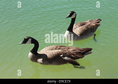 Schönes Bild von zwei kanadische Gänse, genießen Sie ein erfrischendes Bad im See. Stockfoto