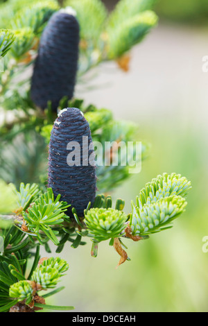 Abies Koreana. Koreanische Tannenzapfen Stockfoto
