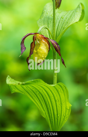 Frauenschuh Orchidee im Frühsommer (Cypripedium Calceolus), Schweden Stockfoto