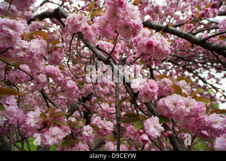 Kirschbaum (Prunus Sargentii) mit frischen rosa Blüten im zeitigen Frühjahr auf Cedar Hill im New Yorker Central Park. Stockfoto