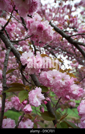 Kirschbaum (Prunus Sargentii) mit frischen rosa Blüten im zeitigen Frühjahr auf Cedar Hill im New Yorker Central Park. Stockfoto