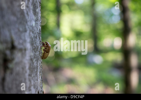 Periodische Zikade (Magicicada SP.) auch bekannt als der 17-jährige periodische Zikaden des östlichen Nordamerika. Stockfoto