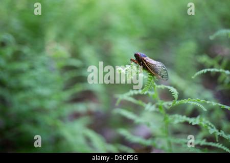 Periodische Zikade (Magicicada SP.) auch bekannt als der 17-jährige periodische Zikaden des östlichen Nordamerika. Stockfoto