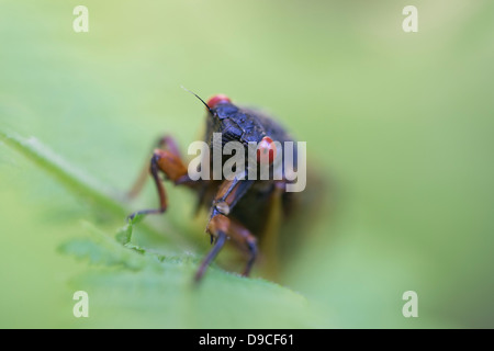 Nahaufnahme der periodische Zikade (Magicicada SP.) auch bekannt als der 17-jährige periodische Zikaden des östlichen Nordamerika. Stockfoto