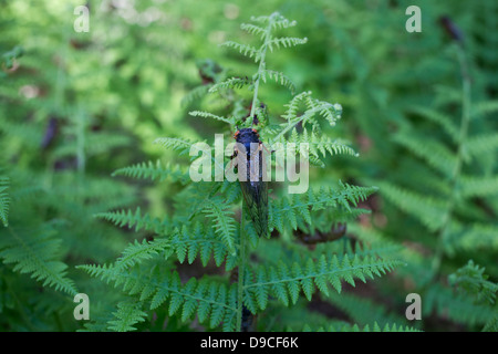 Periodische Zikade (Magicicada SP.) auch bekannt als der 17-jährige periodische Zikaden des östlichen Nordamerika. Stockfoto