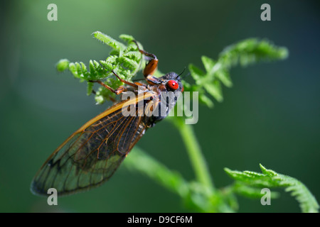 Nahaufnahme der periodische Zikade (Magicicada SP.) auch bekannt als der 17-jährige periodische Zikaden des östlichen Nordamerika. Stockfoto