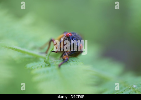 Nahaufnahme der periodische Zikade (Magicicada SP.) auch bekannt als der 17-jährige periodische Zikaden des östlichen Nordamerika. Stockfoto