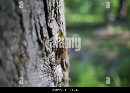 Periodische Zikade (Magicicada SP.) auch bekannt als der 17-jährige periodische Zikaden des östlichen Nordamerika. Stockfoto