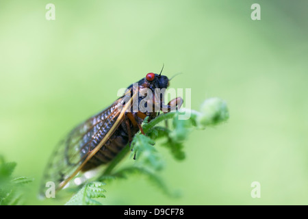 Nahaufnahme der periodische Zikade (Magicicada SP.) auch bekannt als der 17-jährige periodische Zikaden des östlichen Nordamerika. Stockfoto