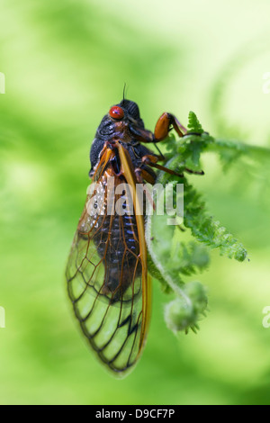 Nahaufnahme der periodische Zikade (Magicicada SP.) auch bekannt als der 17-jährige periodische Zikaden des östlichen Nordamerika. Stockfoto