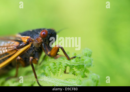 Nahaufnahme der periodische Zikade (Magicicada SP.) auch bekannt als der 17-jährige periodische Zikaden des östlichen Nordamerika. Stockfoto