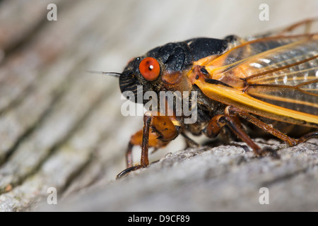 Nahaufnahme der periodische Zikade (Magicicada SP.) auch bekannt als der 17-jährige periodische Zikaden des östlichen Nordamerika. Stockfoto