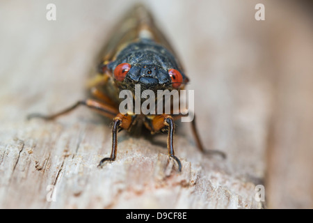 Nahaufnahme der periodische Zikade (Magicicada SP.) auch bekannt als der 17-jährige periodische Zikaden des östlichen Nordamerika. Stockfoto