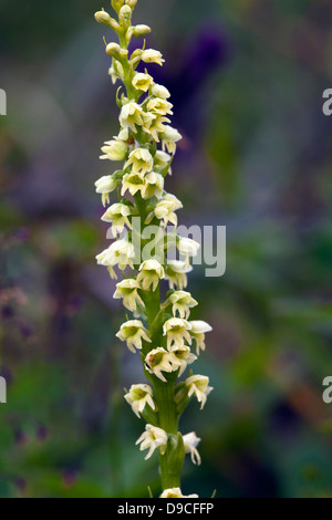 Kleine weiße Orchidee (Pseudorchis Albida) Stockfoto