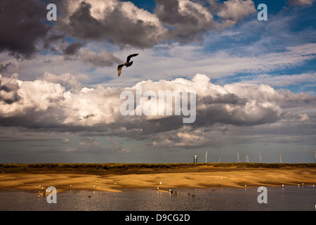 Möwen fliegen in dramatischer Himmel Stockfoto