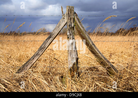 Weide Zaun mit Stacheldraht an der Elbe Stockfoto