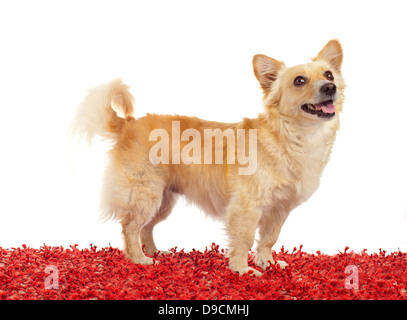 Spitz Hund auf dem roten Teppich und weißen Hintergrund Stockfoto