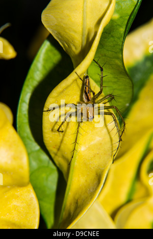 Spinne auf grünes Blatt Stockfoto