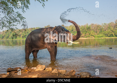 Elefanten Baden, Kerala, Indien Stockfoto