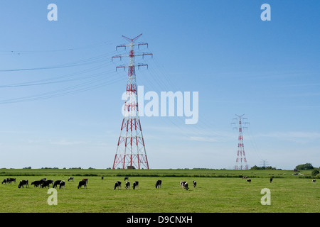 Strom-Masten auf einer Weide mit Kühen, Strommasten auf einer Weide mit Kühen, Stockfoto