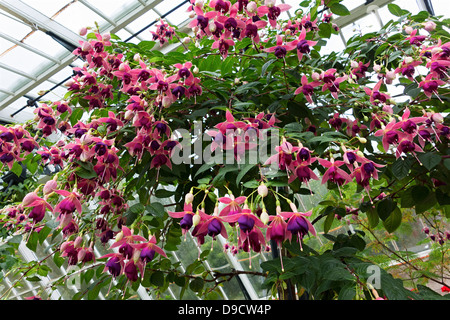 Hängenden Korb der Fuchsien blühen in einem Gewächshaus Stockfoto