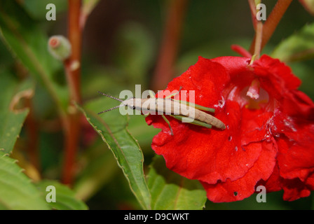 Heuschrecke Typ Insect Pest Bug auf rot Balsam Blume (Kasithumba) Stockfoto