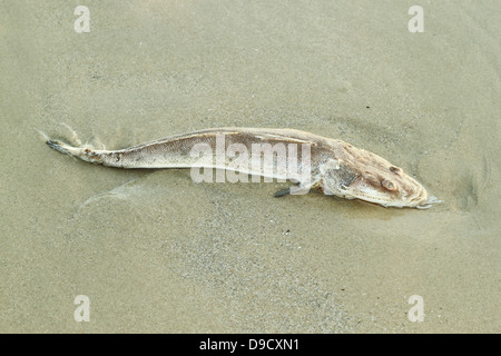 Faulem Fisch im sand Stockfoto