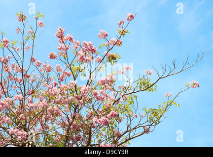 Tebebuia Blume (rosa Trompete), Tabebuia Rosea bei blauem Himmel Stockfoto