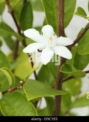 Stephan Otis Blume im Garten Stockfoto