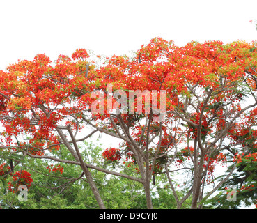 Peacock Blume (stolz von Barbados) auf dem Baum Stockfoto