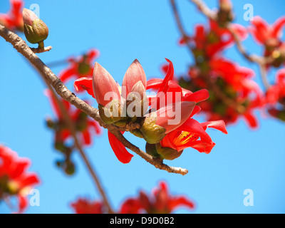 Blüten des Baumes rote Seide Baumwolle Stockfoto