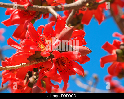 Blüten des Baumes rote Seide Baumwolle Stockfoto