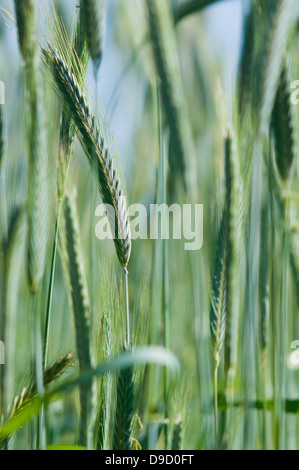 Roggen-Ohren Stockfoto