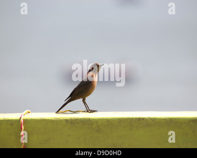 kabelgebundene Vogel an der Hauswand Stockfoto