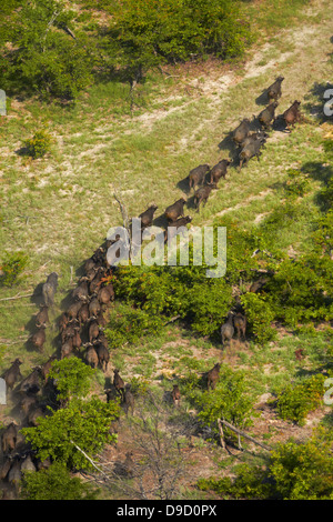Kaffernbüffel (Syncerus Caffer Caffer), Okavango Delta, Botswana, Afrika - Antenne Stockfoto