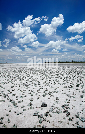 Kudiakam Pan in der Nähe von Baines Baobabs, Nxai Pan National Park, Botswana, Afrika Stockfoto