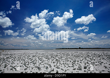 Kudiakam Pan in der Nähe von Baines Baobabs, Nxai Pan National Park, Botswana, Afrika Stockfoto