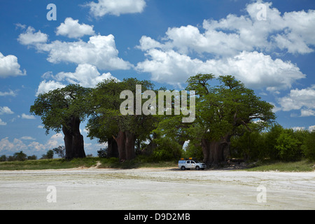 Baines Baobabs und 4 x 4 Camper, Kudiakam Pan, Nxai Pan National Park, Botswana, Afrika Stockfoto